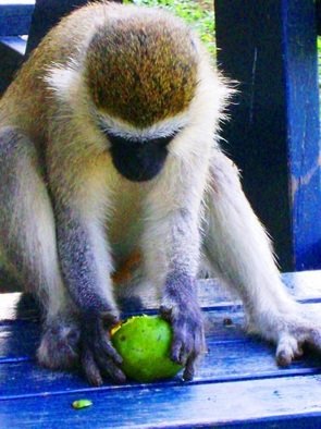 Oleti Joseph Andima; MONKEY FOR A DINNER, 2012, Original Photography Color,   inches. 
