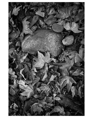 Eddie Ostrowski; Rock And Leafs, 2014, Original Photography Black and White, 11 x 14 inches. 