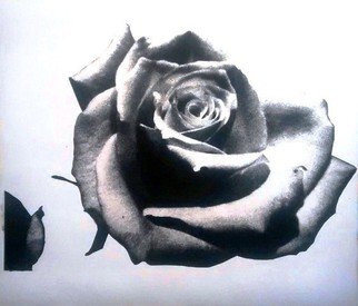 Edelweiss Calcagno; Black Rose, 2015, Original Printmaking Other, 21 x 18 inches. Artwork description: 241  Love, Rose, Optical, Black, White Is it a Black or a White Rose?...