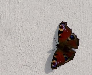 Paul Edwards; Butterfly, 2017, Original Photography Digital, 8 x 10 inches. Artwork description: 241 Peacock butterfly on a textured wall. ...