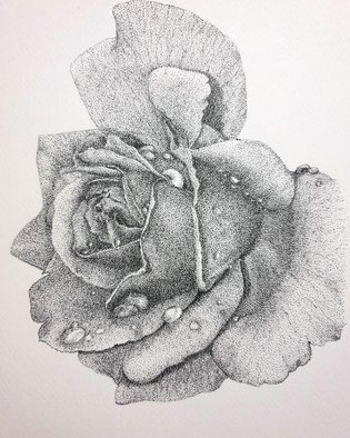 Nazanin Majdi; Rose Flower, 2019, Original Drawing Ink, 23 x 33 cm. Artwork description: 241 stippling artwork from a rose flower using black ink and watercolor paper...