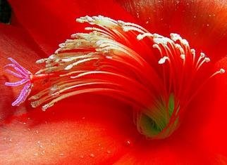 Elio Morandi; Red Flower, 2004, Original Photography Color, 100 x 70 cm. Artwork description: 241 sticked on alluminiumsize on request...