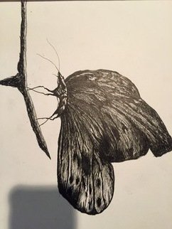 Emerson Perez; Butterfly, 2016, Original Drawing Charcoal,   inches. 