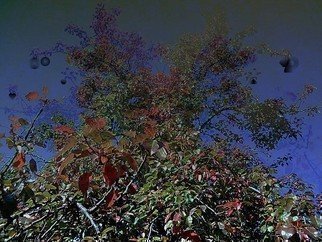 Emilio Merlina, 'In My Garden 011 02', 2011, original Digital Art, 20 x 18  cm. 