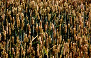 Glen Sweeney; Food Of Life, 2018, Original Photography Color, 125 x 80 cm. Artwork description: 241 Wheat, corn, rice, the food of life. Where would we be without it  Wheat, cereal, farm, harvest. ...