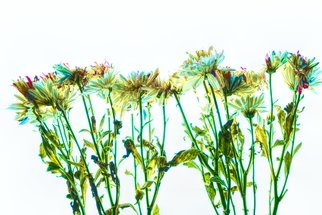 Db Jr; Daisie Fields, 2018, Original Photography Digital, 20 x 24 inches. Artwork description: 241 DAISIES, DAISY, FLOWERS, FIELDS, FLOWERS, SPRING...