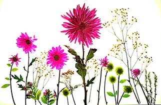Db Jr; Fields Of Flowers, 2018, Original Photography Digital, 20 x 24 inches. Artwork description: 241 FLOWERS, FIELDS, SPRING , ...