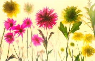 Db Jr; The Petals, 2018, Original Photography Color, 20 x 24 inches. Artwork description: 241 Nature, flower, close up, petals,  light box photography, fields,   red, green yellow, sunflower...