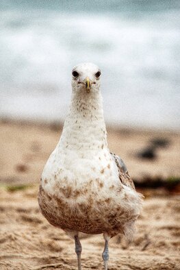 Haile Ratajack; Seagull, 2022, Original Photography Digital, 6 x 10 inches. Artwork description: 241 A lone seagull posing for a shot on Misquamicut Beach in Rhode Island...