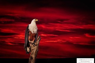 Herman Van Bon; The Early Bird, 2018, Original Photography Digital, 120 x 80 cm. Artwork description: 241 Fish Eagle pictured at sunriseLocation Sanddrif Farm, Napier, Western Cape, South AfricaPrint on canvas limited edition of 25, numbered...