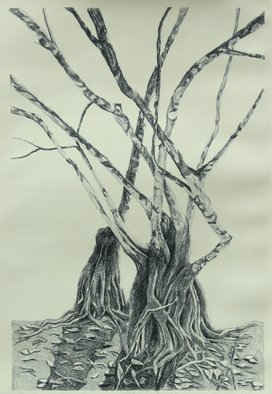 Laurie Ihlenfield; Corkscrew Swamp Trees, 2008, Original Printmaking Lithography, 11 x 16.5 inches. Artwork description: 241  Stone lithography 5/ 13, black frame with UV protective, anti- glare glass and cream matt...