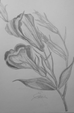 Eve Co, 'California Poppies', 2009, original Drawing Pencil, 5.5 x 8  x 0.5 inches. Artwork description: 3495  California Poppies - Closeup drawing study in a sketchbook - Not for Sale - I am still sketching in this 
