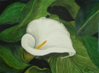 Eve Co, 'Calla Lily In Leaves', 2010, original Watercolor, 9 x 12  x 0.5 inches. Artwork description: 1911  Calla Lily in Leaves - This painting depicts a lone calla lily engulfed by leaves.  The lily could be suffocating in its own reality, but it bursts forth with such simplicity and beauty that I had to paint its awesomeness. . .  This painting is NOW for sale, I donated ...