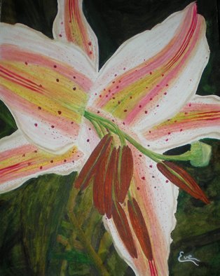 Eve Co, 'Ladybug', 2010, original Watercolor, 9 x 12  x 1 inches. Artwork description: 1911  Ladybug - This painting depicts an arena lily with a simple background.  The background is simple so as not to take away from the lily.  This painting is NOW for sale, I donated it to the Easter Seals Society, in the hopes that maybe they can use it ...