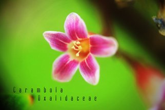 Denny Isharmoko; Carambola Oxalidaceae, 2011, Original Photography Other, 36.12 x 24.09 cm. Artwork description: 241   The sweet family  ...