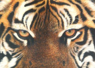 Jacquie Vaux; Eyes Of A Tiger, 2008, Original Printmaking Giclee, 16 x 12 inches. Artwork description: 241  Up close the Eyes of a Tiger ...