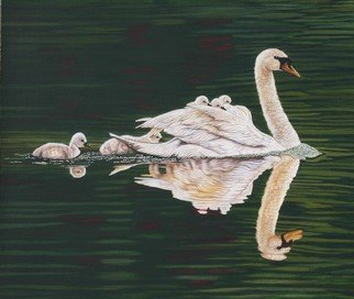 Jacquie Vaux; Reflections Of A Tulip Tr..., 2013, Original Painting Other, 26 x 22 inches. Artwork description: 241   Mute Swan with her brood, cruising on a pond with reflections of a tulip tree on the Water. ...