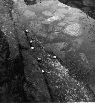 Judith Dernburg; Rocks And Limpets, 2012, Original Photography Black and White, 9 x 9 inches. Artwork description: 241     Halibut Point, Cape Ann Massachusetts.    ...
