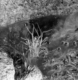 Judith Dernburg; Seaweed And Shining Rocks, 2012, Original Photography Black and White, 9 x 9 inches. Artwork description: 241    Halibut Point, Cape Ann Massachusetts. Also available as a smaller print, 7 by 7 for $100.  ...