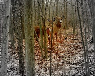 Jeanette Locher; Deer, 2011, Original Photography Color, 8 x 10 inches. Artwork description: 241   digital photo  ...