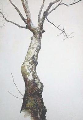 Jennifer E. Miller; Lone Sycamore, 2005, Original Watercolor, 15 x 21 inches. Artwork description: 241 I sat at the base of this tree on the bank of the Eno River and painted it, in winter.  ...