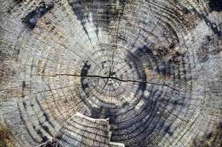 Joan Shannon; Tree Cross Section Showin..., 2011, Original Photography Color, 35 x 27 mm. Artwork description: 241  tree, ring, wood, woods, woodland, ireland, country,   ...