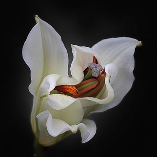 Jo Francis Van Den Berg; Jf Flowerart Lily 34, 2019, Original Photography Digital, 50 x 50 cm. Artwork description: 241 Secretive White Lilyprinted on HahnemA1/4hle Fine Art Print paperLarger sizes on demand...