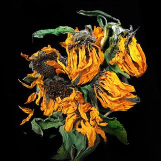 Jo Francis Van Den Berg; Jf Sunflower04, 2019, Original Photography Digital, 50 x 50 cm. Artwork description: 241 Vanishing sunflowersprinted on HahnemA1/4hle Fine Art Print paperLarger sizes on demand...