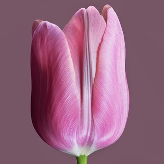 Jo Francis Van Den Berg; Jf Tulip 75, 2018, Original Photography Digital, 50 x 50 cm. Artwork description: 241 Pink Tulip closedprinted on HahnemA1/4hle Fine Art Print paperLarger sizes on demand...