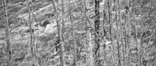 Joe Kerr; Alpine Burn Out, 2009, Original Photography Black and White, 10 x 5 inches. Artwork description: 241  A burned out alpine meadow can still be a beautiful place.   ...