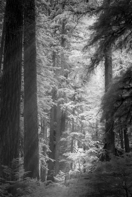 Jon Glaser; Emerged Light, 2016, Original Photography Color, 16 x 24 inches. Artwork description: 241  Located near Sol Duc Falls in Olympic National Park, the sunlight made its way thru the thicket of trees.  This limited- edition photograph, measuring approximately 16x24, is printed on fade- resistant Museo Silver Rag paper that has no optical brighteners. The image has been varnished with a ...