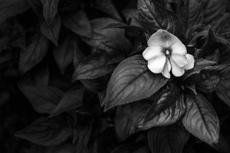 Jon Glaser, 'Lonely 1', 2011, original Photography Black and White, 16 x 24  x 1 inches. Artwork description: 3891  This image is from Mounts Botanical Garden in South Florida. The black and white conversion creates a dramatic effect utilizing the flower petals and the leafs to create a photograph that shows the subtlety of light. ...