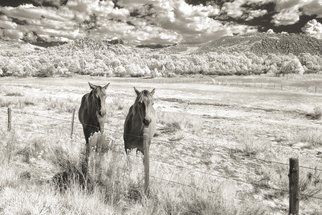 Jon Glaser, 'My Two Friends', 2014, original Photography Black and White, 24 x 16  x 1 inches. Artwork description: 2307  This photograph was taken in the San Juan Mountains of Colorado.This image is available in the following sizes13x19 lustre photographic paper16x24 lustre photographic paper                          ...