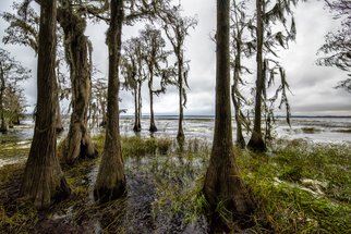 Jon Glaser; Natures Bath II, 2016, Original Photography Color, 16 x 24 inches. Artwork description: 241  Located in Central Florida, these Cypress trees we along the shore of a Lake.This limited- edition photograph, measuring approximately 16