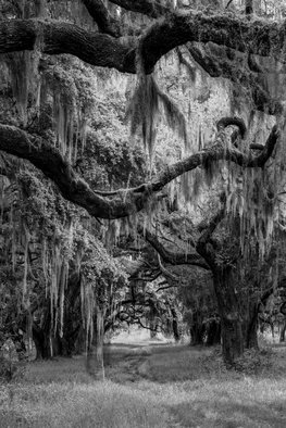 Jon Glaser; Spanish Moss In Georgia II, 2016, Original Photography Black and White, 16 x 24 inches. Artwork description: 241  This scene was captured on the way to Georgia on the side of the road. The spanish moss is a flowering plant that grows on live oaks .This limited- edition photograph, measuring approximately 16x24, is printed on fade- resistant Museo Silver Rag paper that has no optical ...