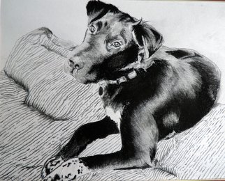 Jeremy Steeves; Mans Best Friend, 2013, Original Drawing Charcoal, 11 x 14 inches. Artwork description: 241  This is a drawing of my best friend. Chronically happy and brings joy to all.   ...