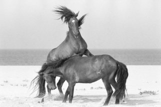 Kathryn Neely; Fury, 1994, Original Photography Black and White, 2 x 3 inches. Artwork description: 241 Far from the East Coast of Canada, cast ashore or abandoned by sailors long ago, a small herd of wild horses has managed to thrive, untouched by man, in an austere, unforgiving environment that offers not a single sheltering tree and just grass and rainwater ponds for ...