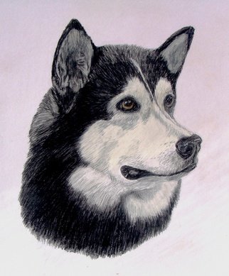 Diane Kopczeski; Murray, 2012, Original Drawing Pencil, 16 x 20 inches. Artwork description: 241                Colored pencil drawing, done from your photo.               ...
