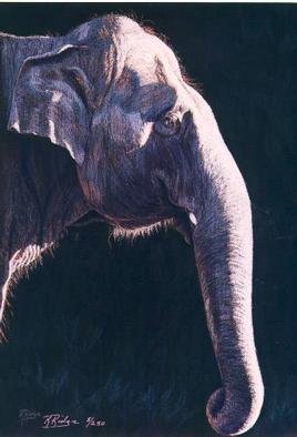 Kay Ridge; Gentle Giant, 2001, Original Printmaking Giclee, 24 x 31 inches. Artwork description: 241   I watched this elephant at the zoo standing so patiently. I' ve seen how such a large animal that is built so bulky can be so careful and gentle.  This close view is very intimate, bringing attention to his eyes, the surprising little hairs we usually don' ...