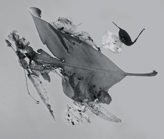 Luise Andersen, 'Abstract In Nature ENCHAN...', 2013, original Photography Black and White, 7 x 5  x 2 inches. Artwork description: 41907   Creatively engaged with this originally color photograph of floating' enchantments' . . the' torn' heart engaged' me. . .' . . . and worked on debris. . colors . . converted into black and white. . adjusted, until it was for my' eyes' perfect. . . is a four view image. . . each has other figures etc. . yet is from SAME. .. . ...