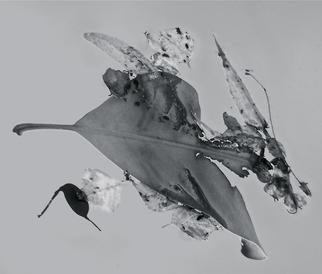 Luise Andersen, 'Abstract In Nature ENCHAN...', 2013, original Photography Black and White, 7 x 5  x 2 inches. Artwork description: 41907     Creatively engaged with this originally color photograph of floating' enchantments' . . the' torn' heart engaged' me. . .' . . . and worked on debris. . colors . . converted into black and white. . adjusted, until it was for my' eyes' perfect. . . is a four view image. . . each has other figures etc. . yet is from SAME. .. . ...