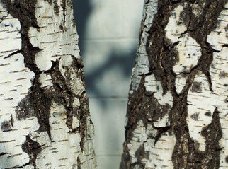 Luise Andersen, 'BARK SHADOWS AND SKIN I', 2011, original Photography Other, 23 x 20  x 1 inches. Artwork description: 53787  . . . if I would add words next to this image. . would be 'just words. .' . . .* * size for uploading purpose only.++ COPIES AT PRESENT NOT AVAILABLE.    ...