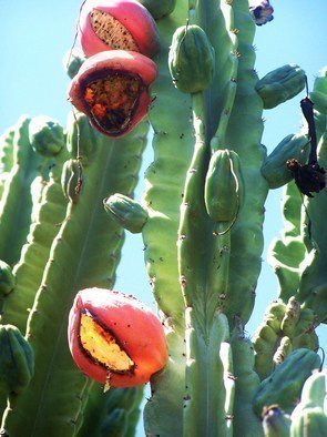 Luise Andersen, 'CACTI IN FRUIT I', 2011, original Photography Color, 15 x 17  x 1 inches. Artwork description: 55371 THESE ARE GIANT. . . 15 FEET TALL AT LEAST. . AND OOOLD. . . . . first the large, gorgeously  full flower buds. . then the enchanting, exotic huge, beautiful hued flower. . . . and then. . . the little nutlike formed' fruit' in greens and reds and magentas. . purples. . and it grooooows. . to fist like roundish, oval, ...