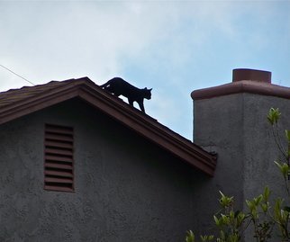 Luise Andersen, 'CAT ON THE ROOF TOP I', 2012, original Photography Color, 19 x 26  x 1 inches. Artwork description: 51015   . . couple of days ago. . again. . while roaming around the park taking photo shoot of Palm trees . . and Eucalyptus trees. . people. . dogs. . heard this 'miauing' . . eyes followed sound. . and saw two grown younger cats on doorstep. . wanting to be let in. . rain was in the forecast. . and skies ...