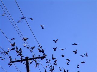 Luise Andersen, 'DOVES IN FLIGHT II  Settl...', 2008, original Photography Color,    inches. Artwork description: 117939  . . there they are. . did their circle and settling back on wires. . coo. . cooing. . ...