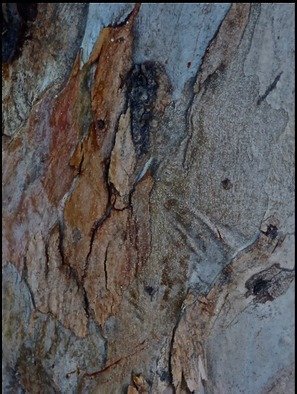 Luise Andersen, 'EUCALYPT The Beauty And S...', 2013, original Photography Color, 28 x 32  x 1 inches. Artwork description: 36759 here, this intriguing design in precious bark. . the lady with dark hair. . her arm and hand to right. . seems in the' natural. . to her right in light bark hue, a large in the male form' natural. . and when You look next to her , in left ...