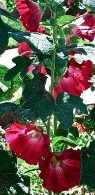 Luise Andersen, 'Enchantment Of Flowers I ...', 2013, original Photography Color, 15 x 19  x 1 inches. Artwork description: 36363   August 9,2013- -  HOLLYHOCK  . . . . . . .     : ) : ) : )    . . . ...