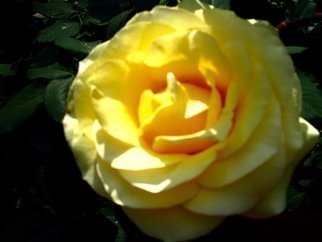 Luise Andersen, June 4 2018 detail 2 phase ..., 2007, Original Photography Color, size_width{LAST_YELLOW_ROSE_In_Paulines_Sanctuary-1177905215.jpg} X 9 inches