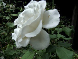 Luise Andersen, 'Last White Rose Of Summer', 2010, original Photography Color, 11 x 15  x 1 inches. Artwork description: 63291  . . . captured with camera,  this pretty Rose. . from front. . and turned. . to view the other beautiful flowers in Pauline's Garden. .' my sanctuary' . . smiiile. . when this side view prompted me to lift my camera again. . . intriguing. . pretty. . and light different from that' angle' . . so. . here SHE IS. . .and ...