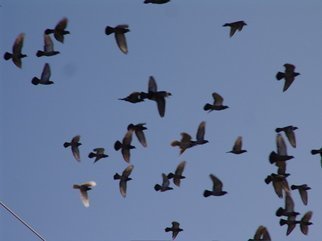 Luise Andersen, June 4 2018 detail 2 phase ..., 2008, Original Photography Color, size_width{PIGEONS_IN_FLIGHT_I-1229806665.jpg} X  
